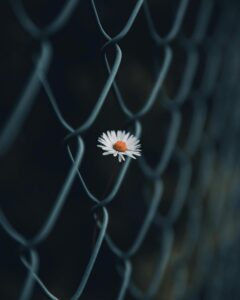 flower and fence